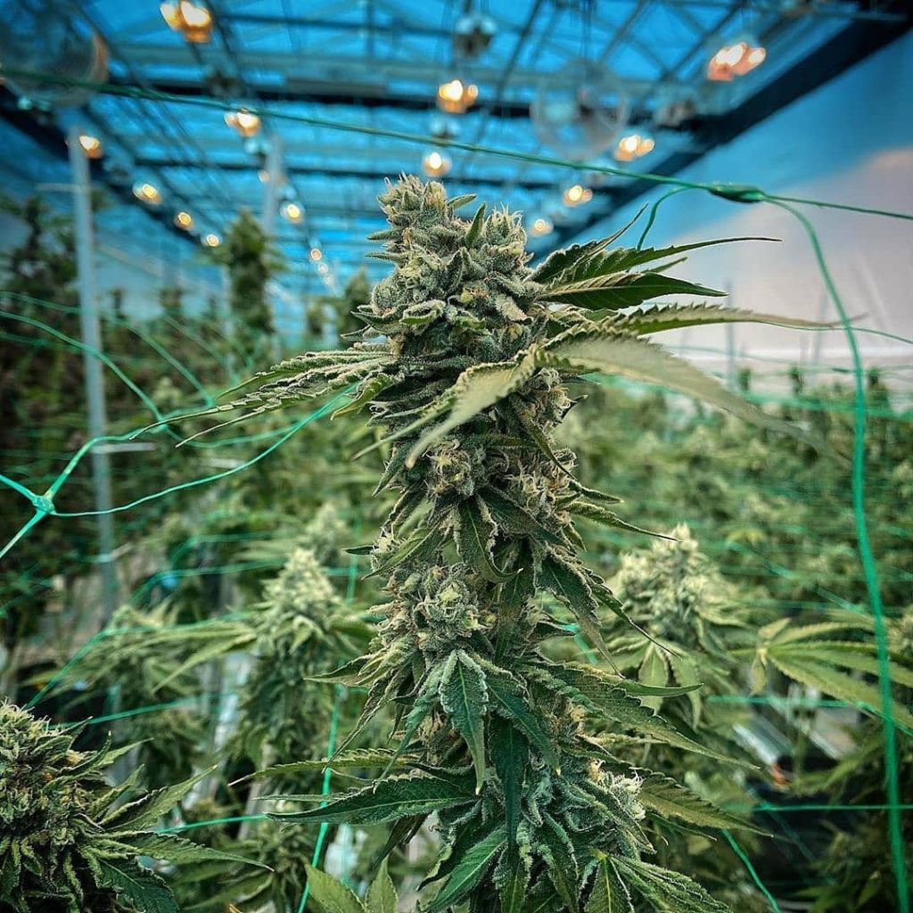 Coltivazione di piante di cannabis in serra outdoor