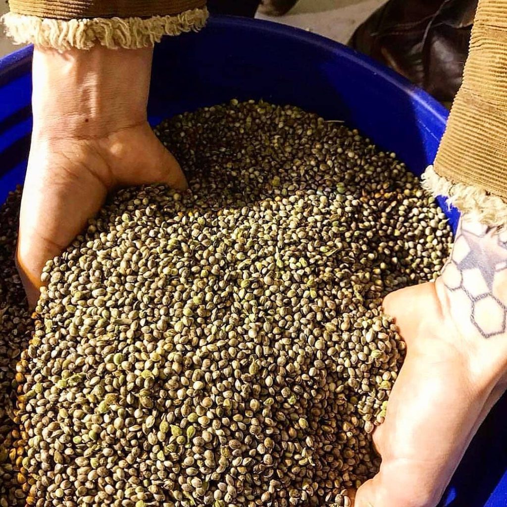 Sementi di cannabis dalla varietà sativa